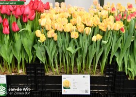 Tulipa Foxy Foxtrot ® (1)